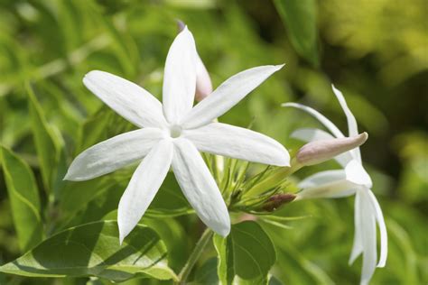 Common Jasmine Varieties – What Are Some Different Types Of Jasmine | Plants