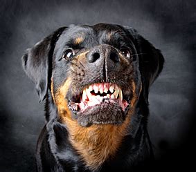 Top 10 Misconceptions about Rottweilers - Animalso