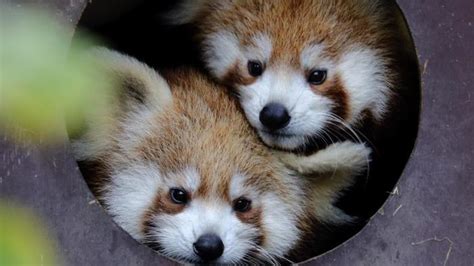 Dudek y Regica, dos cachorros de panda rojo, estrellas del zoo de Zagreb | Marca.com