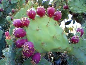 File:Prickly pear cactus beed.jpg - Wikipedia