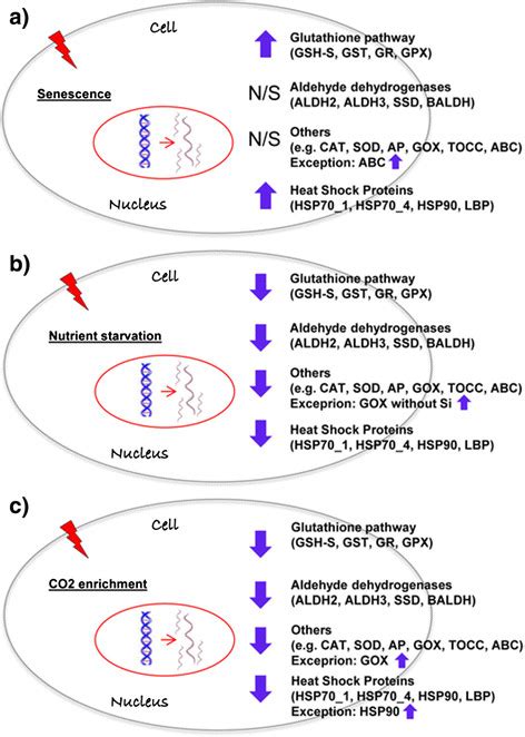 Gene expression overview of S. marinoi with aging, nutrient starvation... | Download Scientific ...