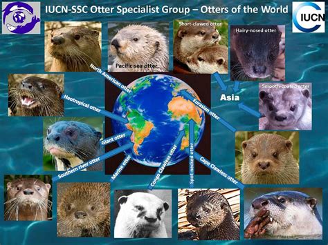 International Otter Awareness Day | Otters, River otter, Baby otters