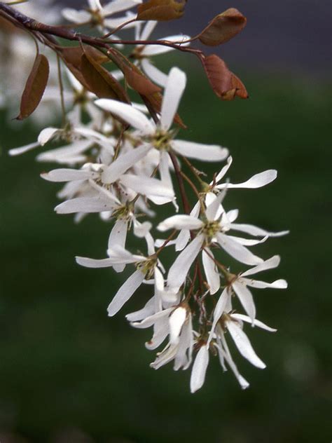 Allegheny Serviceberry - J. Frank Schmidt & Son Co.