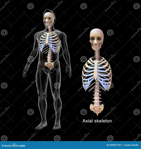 Human Skeletal System - Axial Bones Stock Illustration - Illustration ...