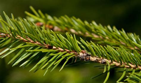 Evergreen Needles -From A Pine, Spruce, or Fir tree? - Jake's Nature Blog