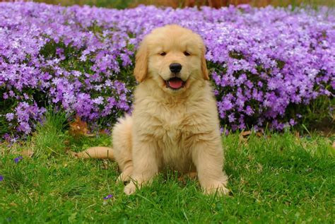 Golden Retriever una raza siempre dispuesta – Kennel Club Argentino