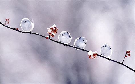 Birds, Winter Bird HD wallpaper | Pxfuel