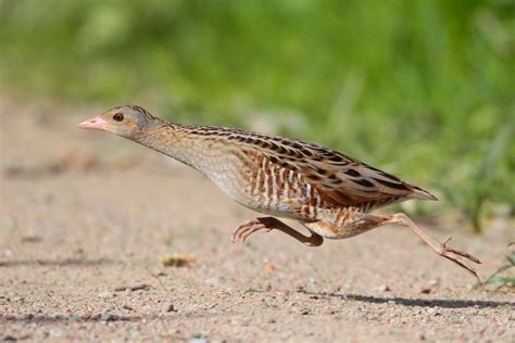 An Impressive Insight at the Corn Crake Birds Lifestyle – Page 2 ...