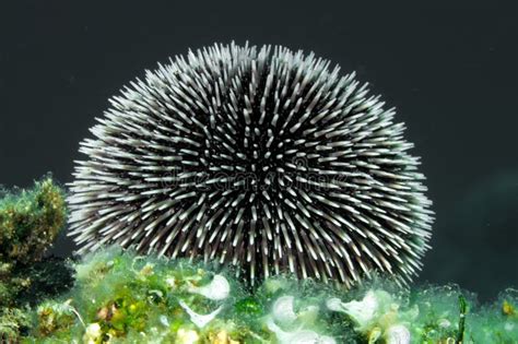 Urchin Spines stock photo. Image of close, aquatic, macro - 33670592