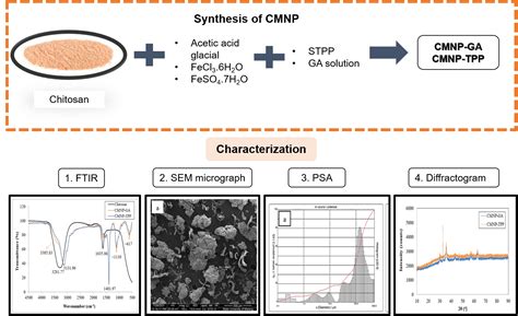 Synthesis of Chitosan Magnetic Nanoparticles using Glutaraldehyde and Tripolyphosphate as ...