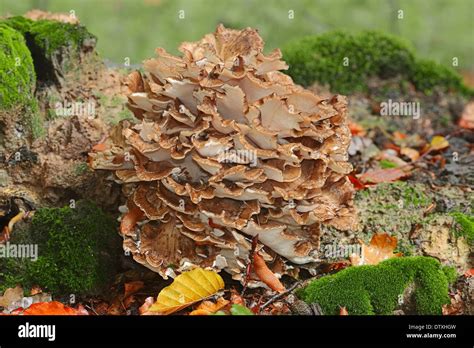 Hen of the Woods Stock Photo - Alamy