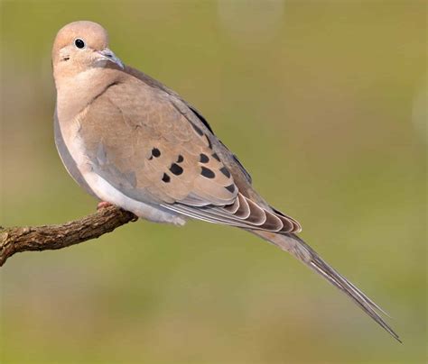 5 Doves (& Pigeons) That Live In Florida! - Bird Watching HQ