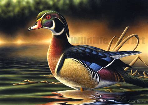 Wood Duck Limited Edition Art Print backwoods Marsh by Chuck Black - Etsy