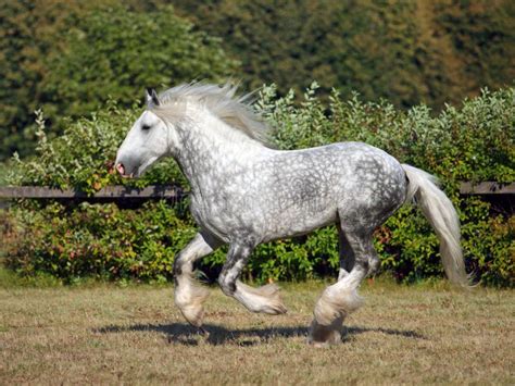 Beautiful Shire Draft Horse Stallion Stock Photo - Image: 60151563