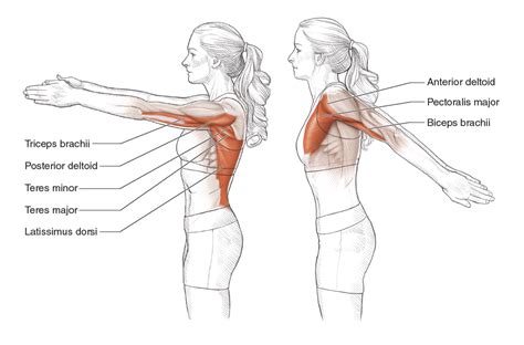 Shoulder Flexion Muscles