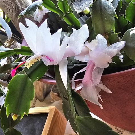 White Christmas cactus. : r/cactus