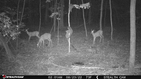 Tips For Deer Hunting The Moon Phases - Buck Hunters Blog