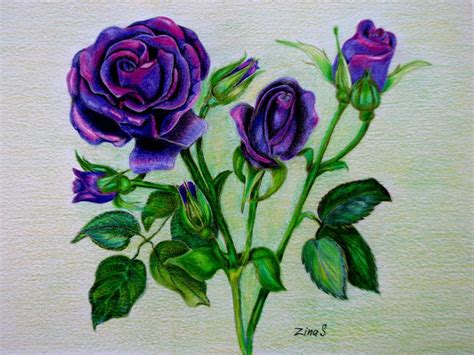 Purple Roses Drawing by Zina Stromberg