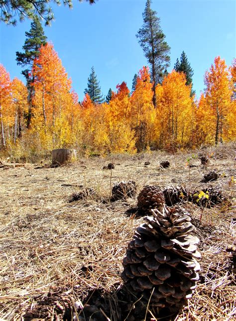 Quaking Aspen: Star of the Autumnal Sierra