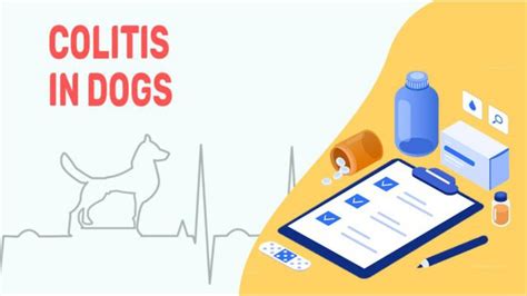 Colitis In Dogs - Symptoms & Treatment - Petmoo