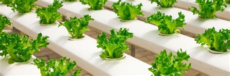 Cloning Plants for Hydroponics - AGrowTronics - IIoT For Growing