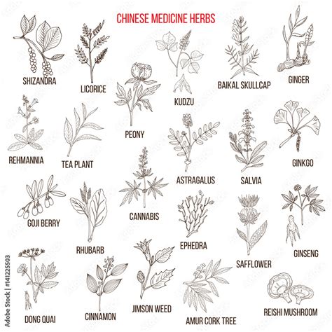 Chinese medicinal herbs Stock Vector | Adobe Stock