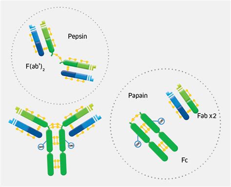 Purified Proteins From Normal Serums - Jackson Immuno