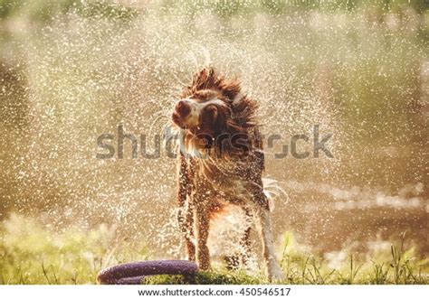 4,687 Dog Shaking Water Images, Stock Photos & Vectors | Shutterstock