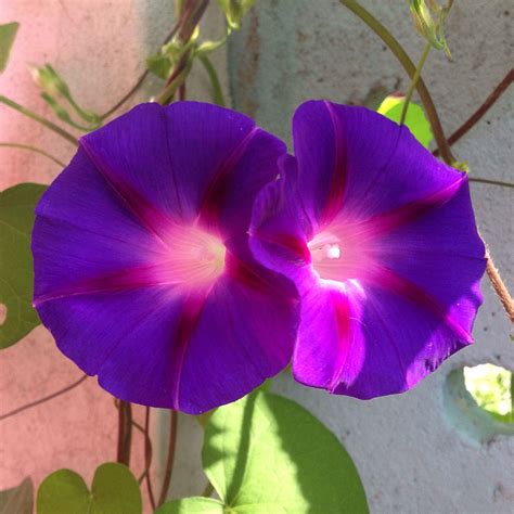 Purple morning glory. Morning Glory, Plant Leaves, Exquisite, Purple, Garden, Plants, Flowers ...