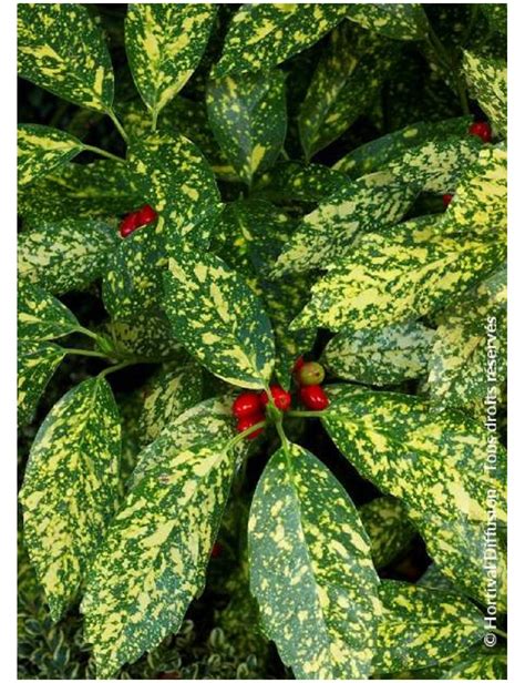 AUCUBA japonica CROTONIFOLIA (Aucuba à feuilles de croton)