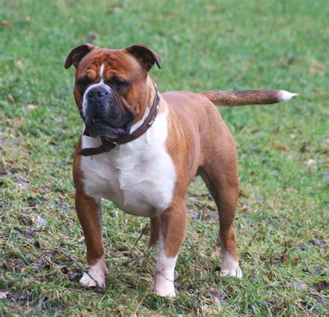 File:UKC Olde English Bulldogge Male.jpg - Wikimedia Commons