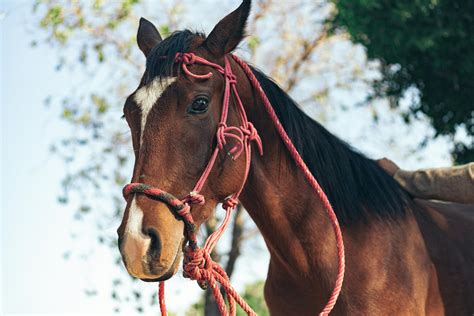 Close-up of Horse Nose · Free Stock Photo