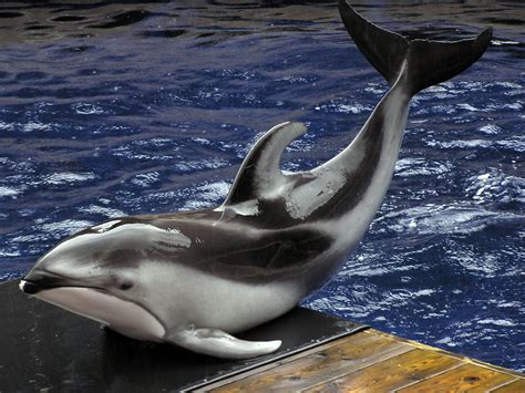 File:Pacific white-sided dolphin va 2.jpg - Wikimedia Commons