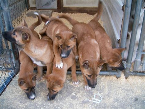 File:New Guinea Singing Dog puppies (3 months old).jpg - Wikimedia Commons