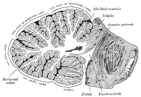 Superior cerebellar peduncles | Psychology Wiki | Fandom