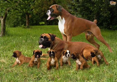 The Best Dog Food for Boxers with Sensitive Stomachs