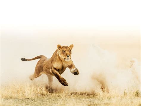 Incredible Photos Capture Strength and Determination of Lioness Running ...