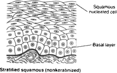 Epithelial non-keratinized stratified squamous cell structure... | Download Scientific Diagram