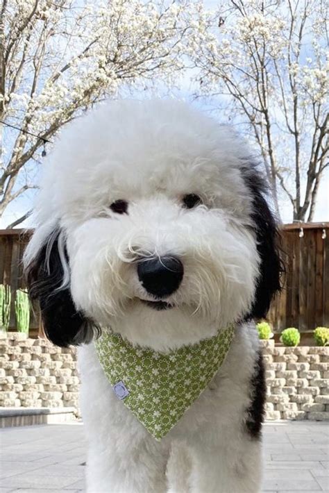 Mini Sheepadoodle Guide: Size, Lifespan, Temperament, Price etc. | PupTraveller