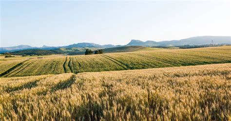 The Case for Regenerative Agriculture in Germany—and Beyond | BCG