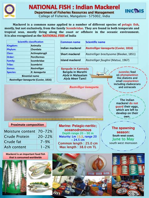 Indian Sea Fish Pictures And Names Pdf - Macan Png