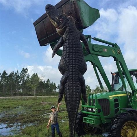 'Monster cattle-eating alligator' is shot in Florida - BBC News