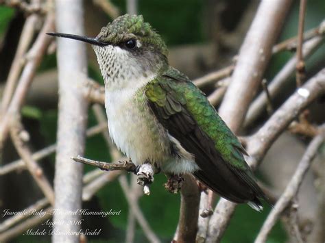 Juvenile Ruby-Throated Hummingbird S. Ontario, Canada | Humming bird feeders, Ruby throated ...