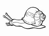 Snail Coloring Pages  Kidsuki sketch template