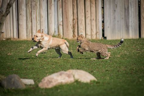 An Emotional Support Dog Is the Only Thing That Chills Out a Cheetah - Atlas Obscura