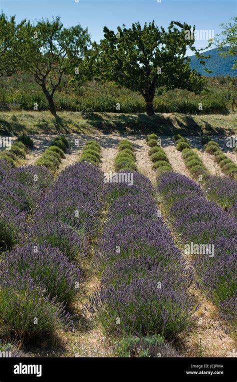 Lavender field, La Palud sur Verdon, Gorges du Verdon, Provence, France Stock Photo - Alamy