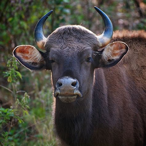 Indian Bison | Sean Crane Photography