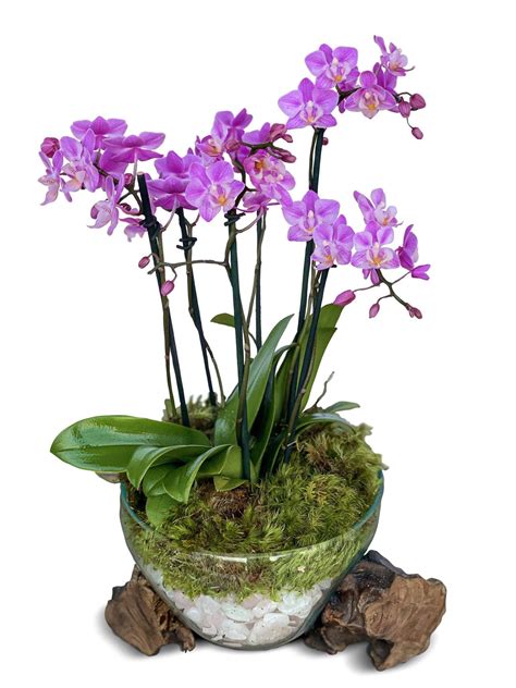 Flower Shop | Order Orchids | Same day delivery | Florist service