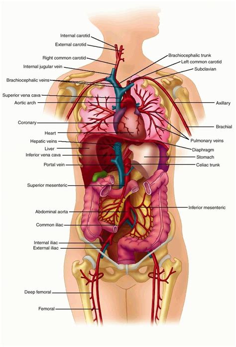 Map Of Human Organs Human Organs Chart Gosutalentrankco - koibana.info | Human body organs ...