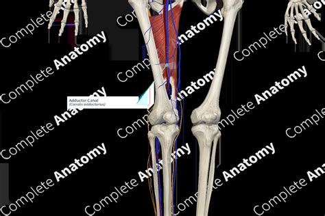 Adductor Canal | Complete Anatomy